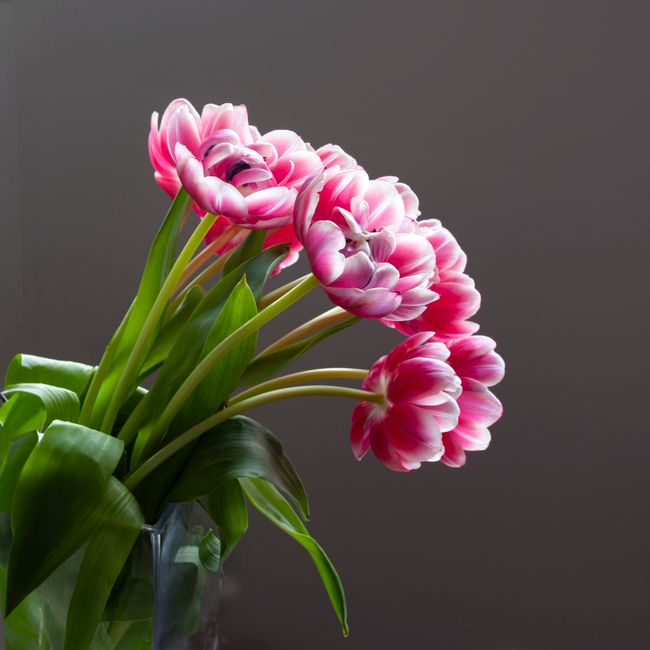 Tavaszi tulipán kompozíció